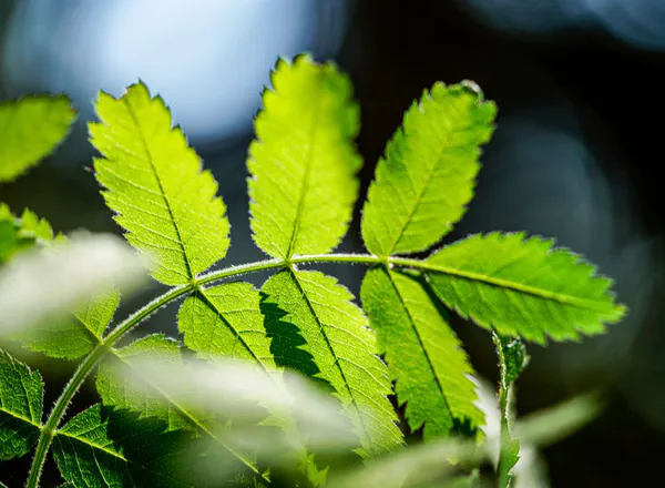 Come le piante si nutrono: la fotosintesi spiegata semplice